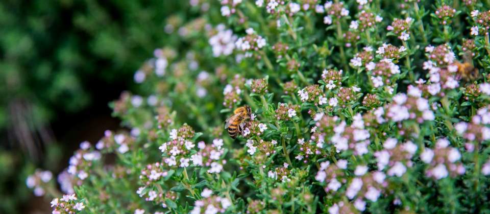 thym en fleurs &amp; Abeilles